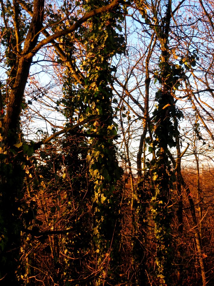Gemeiner Efeu (Hedera helix) im Landesgartenschaupark Hockenheim