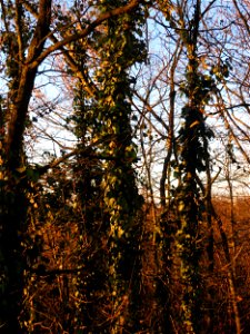 Gemeiner Efeu (Hedera helix) im Landesgartenschaupark Hockenheim