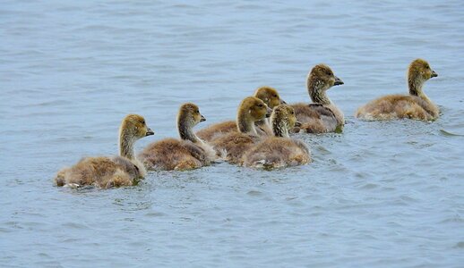 Young geese lake wild birds