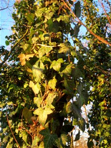 Gemeiner Efeu (Hedera helix) im Landesgartenschaupark Hockenheim