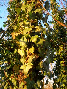 Gemeiner Efeu (Hedera helix) im Landesgartenschaupark Hockenheim photo