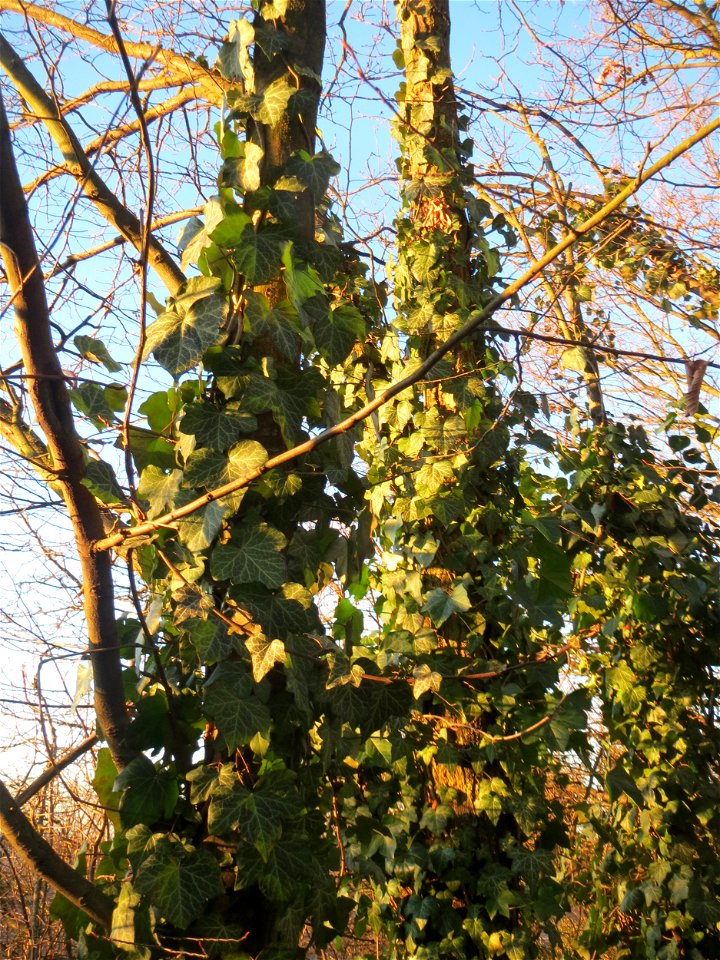 Gemeiner Efeu (Hedera helix) im Landesgartenschaupark Hockenheim
