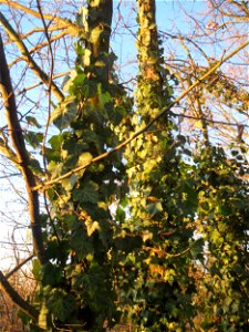 Gemeiner Efeu (Hedera helix) im Landesgartenschaupark Hockenheim
