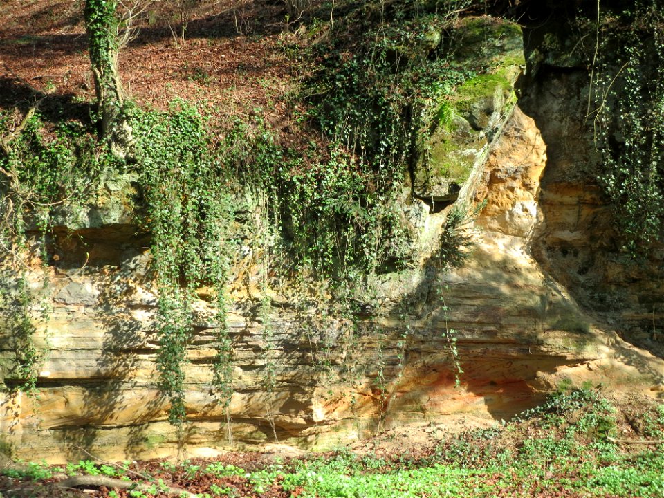 Gemeiner Efeu (Hedera helix) bei der Drahtzugmühle in Alt-Saarbrücken