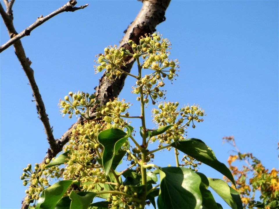 Blütenstand vom Gemeinen Efeu (Hedera helix) in Hockenheim - der Efeu blüht erst nach 8 bis 10 Jahren und ist eine wichtige Nahrungsquelle für Bienen und andere Insekten im Herbst - daher ist es konrt