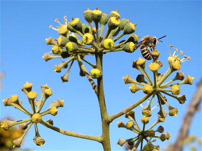 Blütenstand vom Gemeinen Efeu (Hedera helix) mit Efeu-Seidenbiene (Colletes hederae) in Hockenheim - der Efeu blüht erst nach 8 bis 10 Jahren und ist eine wichtige Nahrungsquelle für Bienen und andere