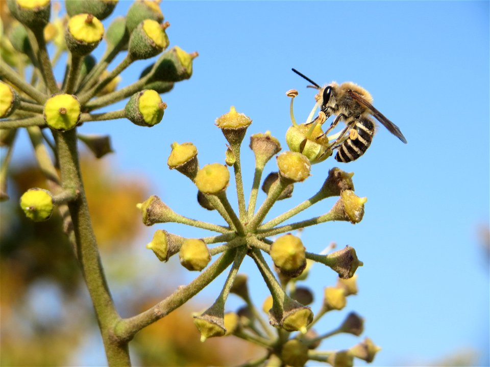 Blütenstand vom Gemeinen Efeu (Hedera helix) mit Efeu-Seidenbiene (Colletes hederae) in Hockenheim - der Efeu blüht erst nach 8 bis 10 Jahren und ist eine wichtige Nahrungsquelle für Bienen und andere