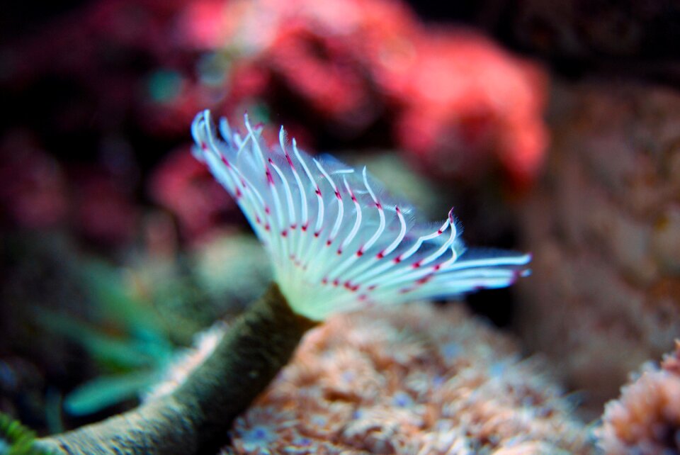 Wildlife ocean aquatic