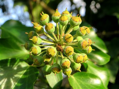 Gemeiner Efeu (Hedera helix) an einem Grünstreifen zwischen Eisenbahnstraße und Am Damm in Hockenheim - der Efeu blüht erst nach 8 bis 10 Jahren und ist eine wichtige Nahrungsquelle für Bienen und and