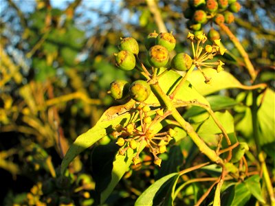 Gemeiner Efeu (Hedera helix) in der Oberen Rott bei Hockenheim