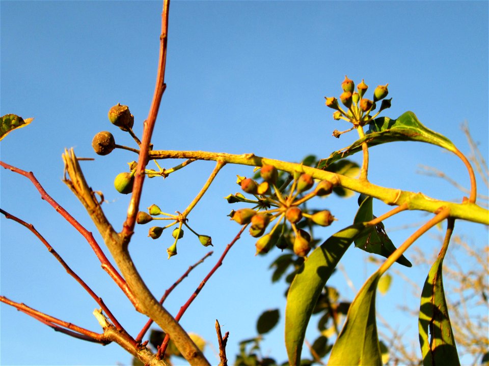 Gemeiner Efeu (Hedera helix) in der Oberen Rott bei Hockenheim