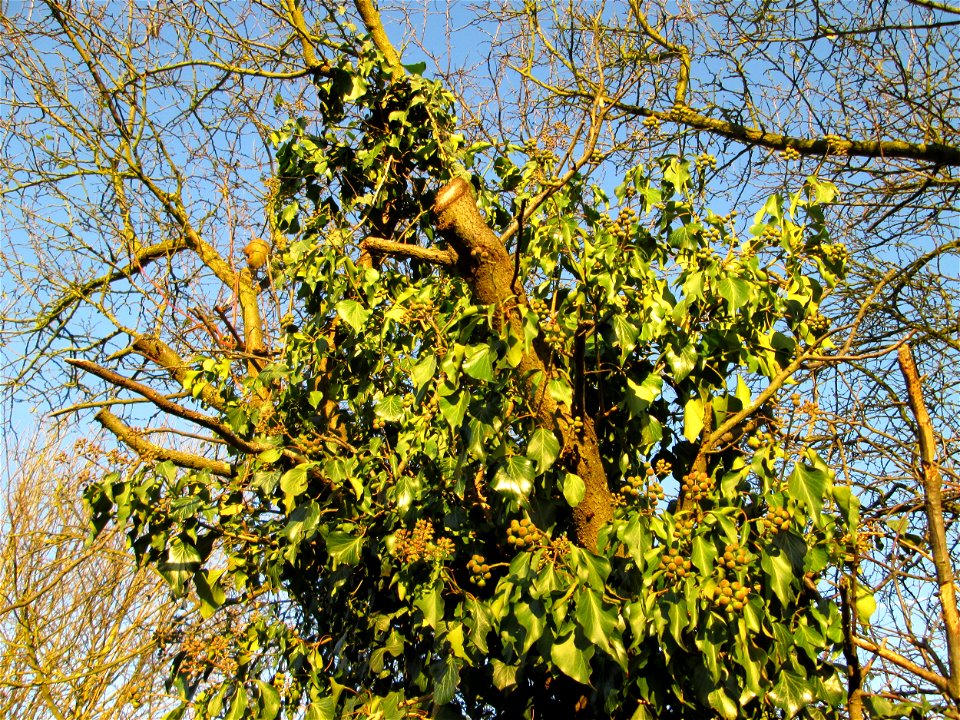 Gemeiner Efeu (Hedera helix) in der Oberen Rott bei Hockenheim