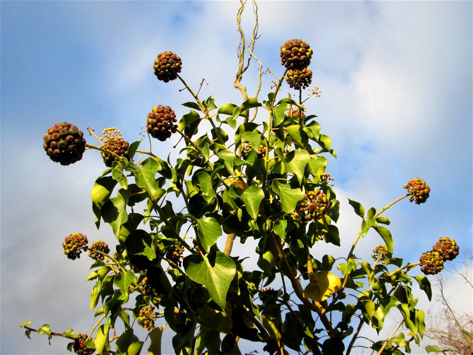 Gemeiner Efeu (Hedera helix) in Hockenheim
