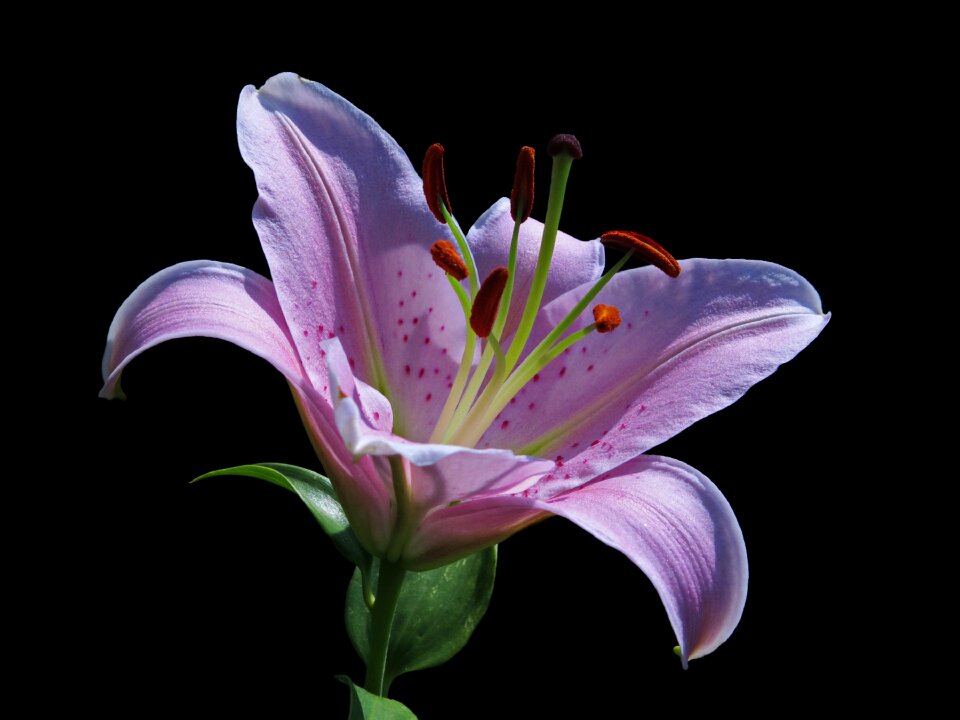 Flower nature close up