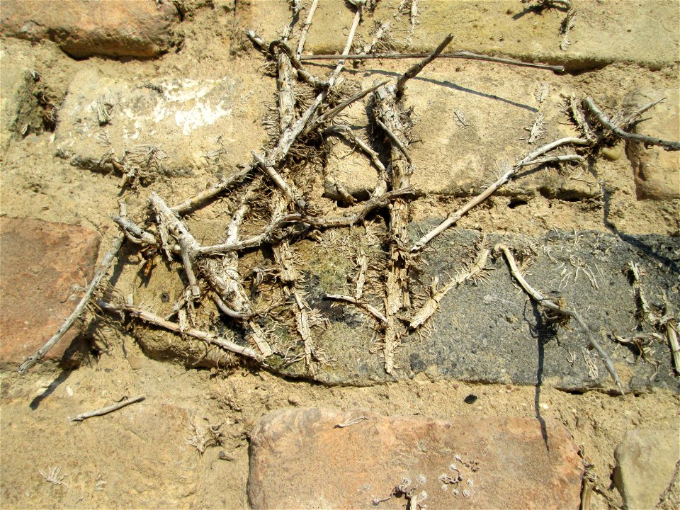 itzen- und Mumienbotanik: Abgestorbener Gemeiner Efeu (Hedera helix) an einer Hauswand in Hockenheim