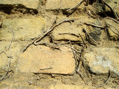 Ritzen- und Mumienbotanik: Abgestorbener Gemeiner Efeu (Hedera helix) an einer Hauswand in Hockenheim