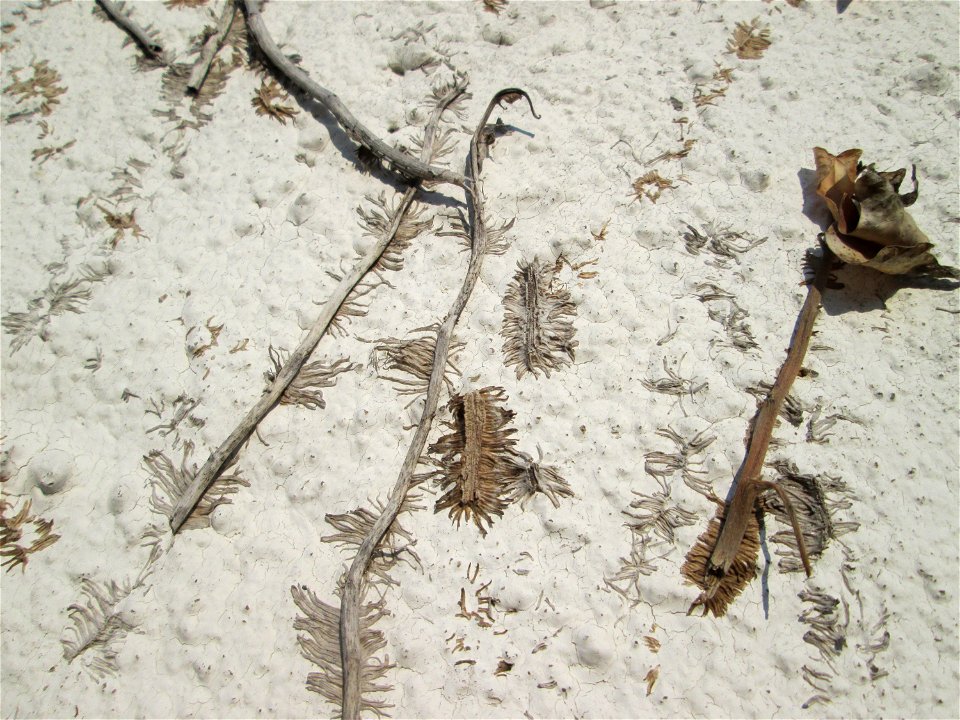 Ritzen- und Mumienbotanik: Abgestorbener Gemeiner Efeu (Hedera helix) an einer Hauswand in Hockenheim
