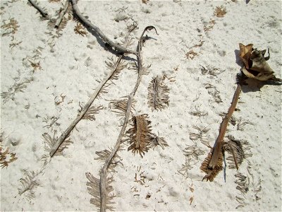 Ritzen- und Mumienbotanik: Abgestorbener Gemeiner Efeu (Hedera helix) an einer Hauswand in Hockenheim