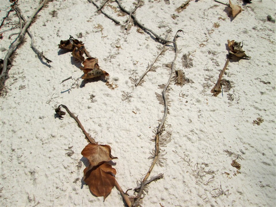 Ritzen- und Mumienbotanik: Abgestorbener Gemeiner Efeu (Hedera helix) an einer Hauswand in Hockenheim