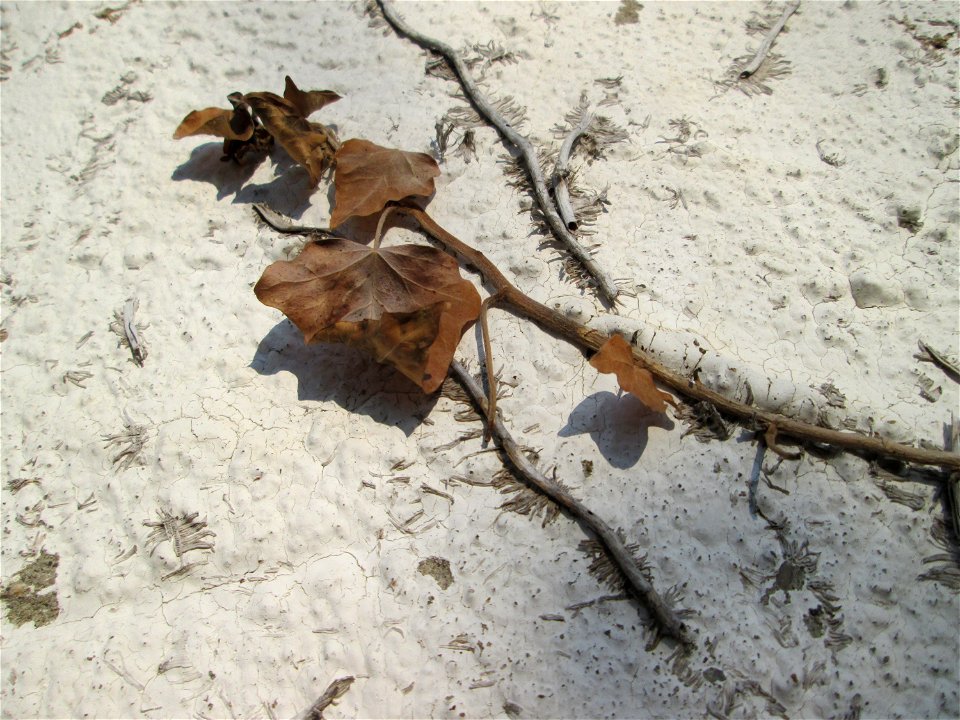 Ritzen- und Mumienbotanik: Abgestorbener Gemeiner Efeu (Hedera helix) an einer Hauswand in Hockenheim