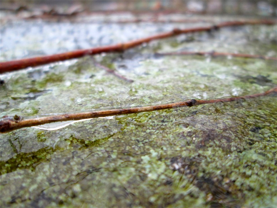 Gemeiner Efeu (Hedera helix) bei Eisregen an der Stadenmauer in Saarbrücken