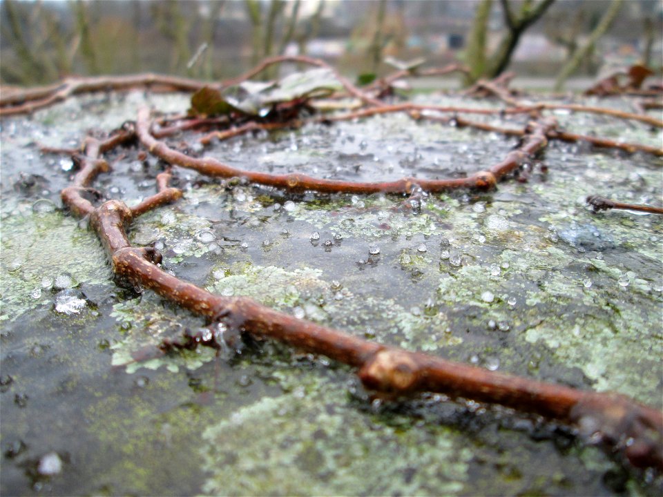 Gemeiner Efeu (Hedera helix) bei Eisregen an der Stadenmauer in Saarbrücken