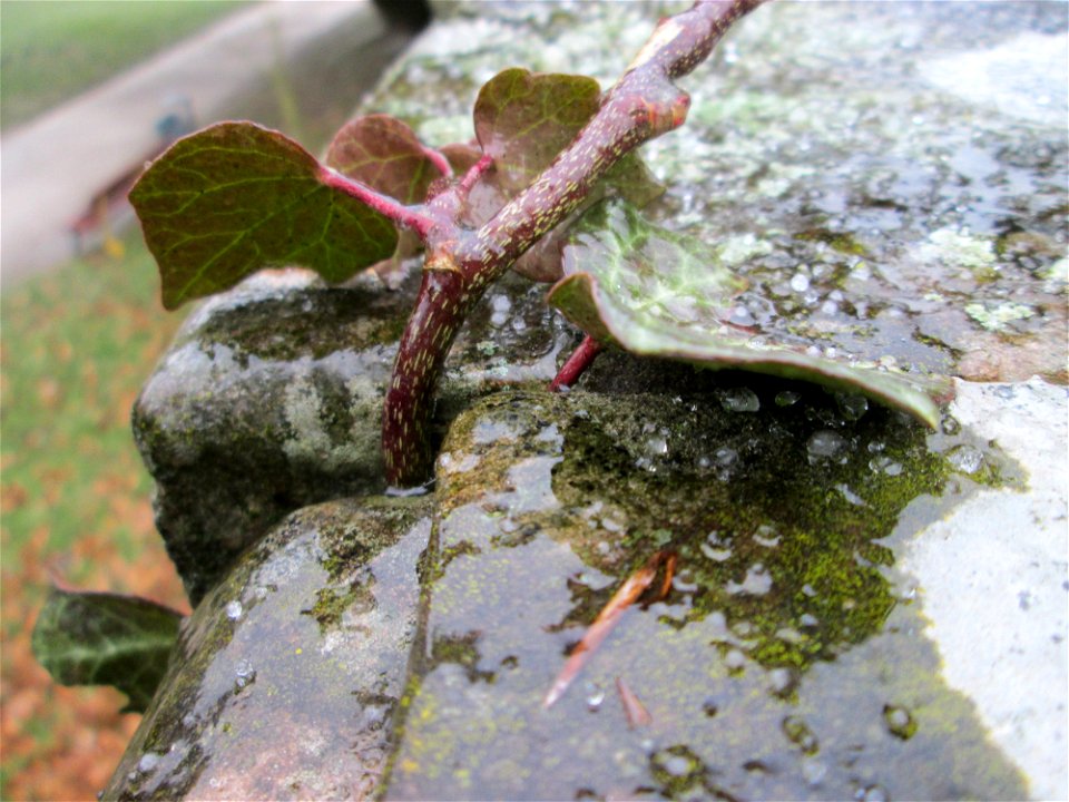 Gemeiner Efeu (Hedera helix) bei Eisregen an der Stadenmauer in Saarbrücken