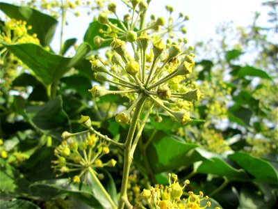 Gemeiner Efeu (Hedera helix) in Brebach