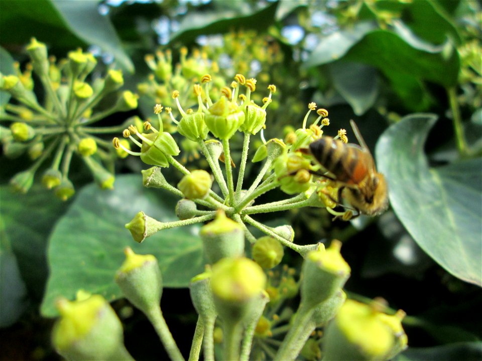 Gemeiner Efeu (Hedera helix) in Brebach
