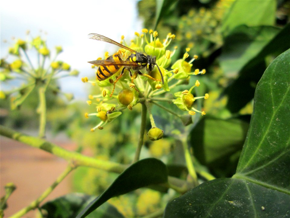 Gemeiner Efeu (Hedera helix) in Brebach