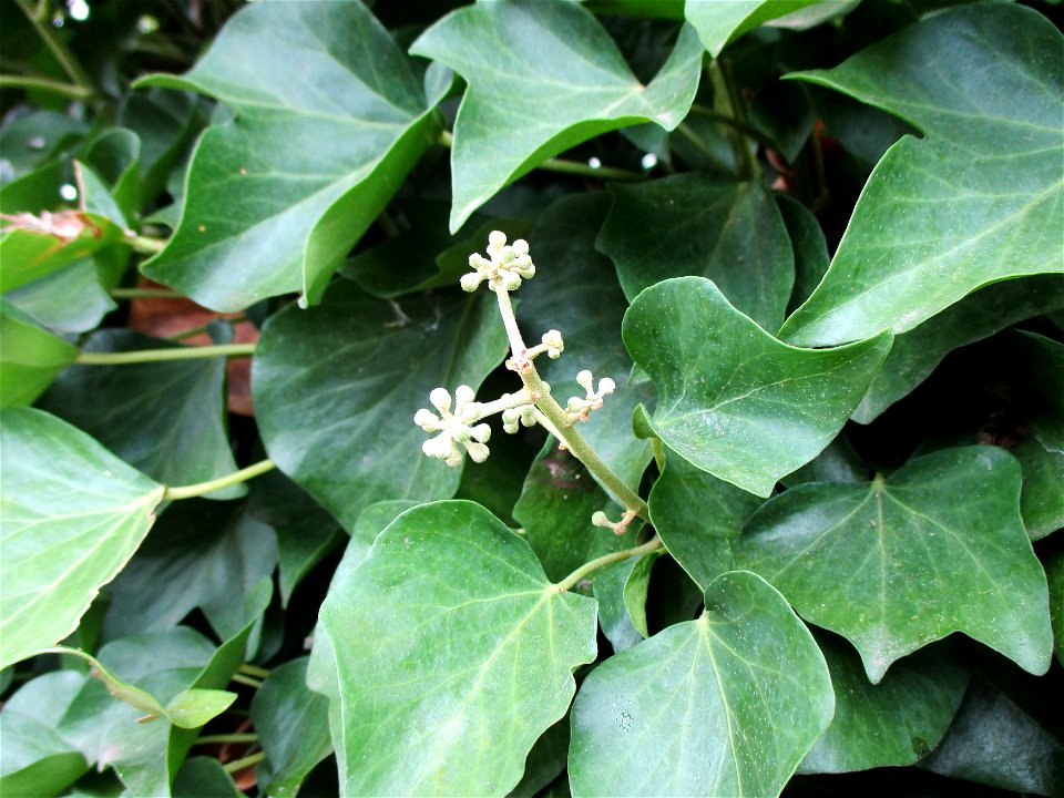 Gemeiner Efeu (Hedera helix) in Brebach
