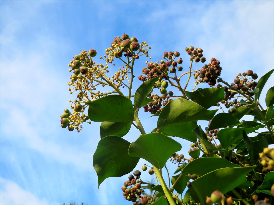 Gemeiner Efeu (Hedera helix) in Hockenheim
