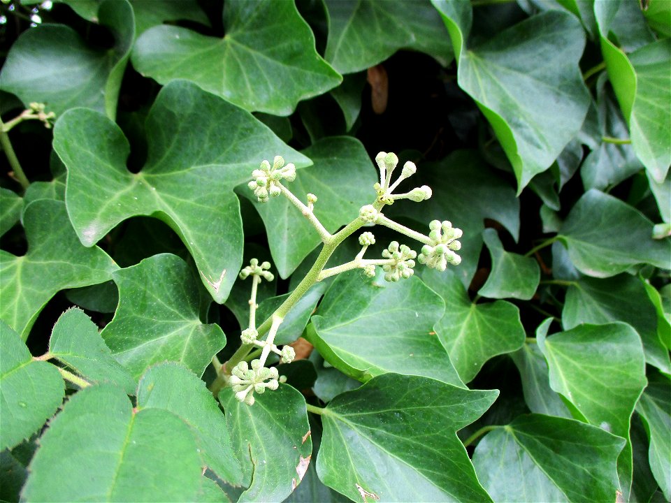 Gemeiner Efeu (Hedera helix) in Brebach