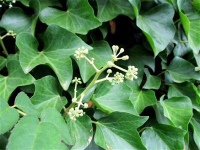 Gemeiner Efeu (Hedera helix) in Brebach photo