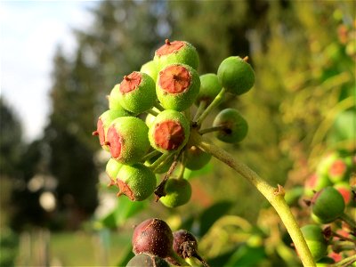 Gemeiner Efeu (Hedera helix) in Hockenheim