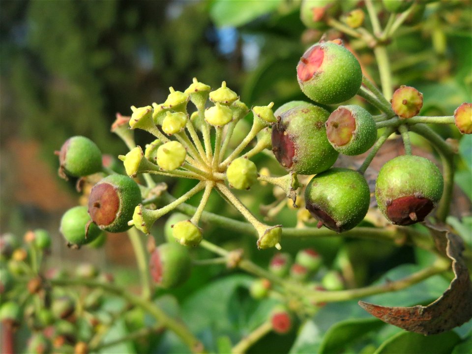 Gemeiner Efeu (Hedera helix) in Hockenheim