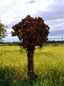 Casi árbol photo