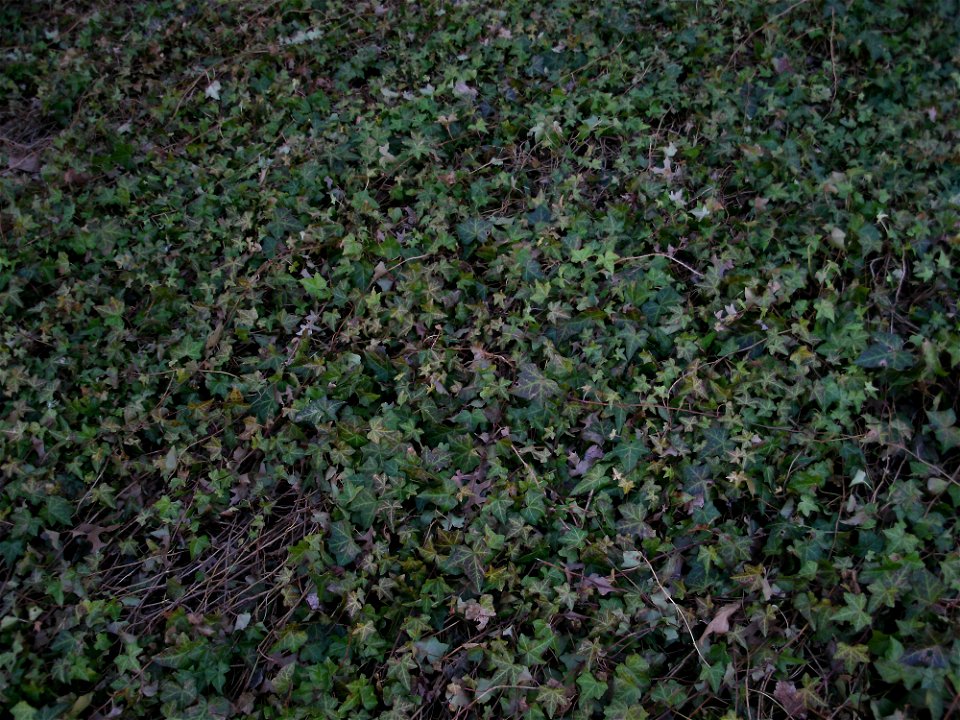 A lawn made up of entirely English Ivy. Taken in Frederick, Maryland.