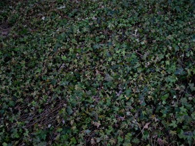 A lawn made up of entirely English Ivy. Taken in Frederick, Maryland.