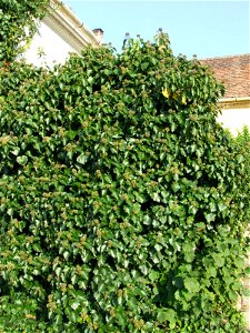 Hedera helix photo