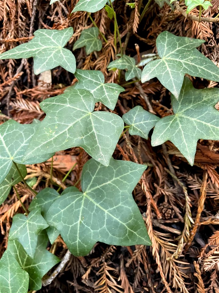 common ivy (Hedera helix)