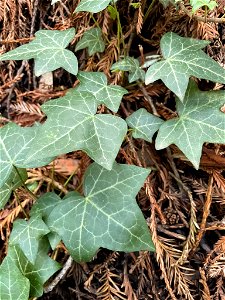 common ivy (Hedera helix) photo