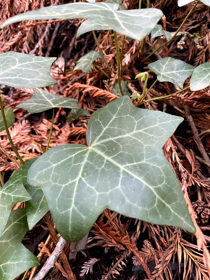 common ivy (Hedera helix)