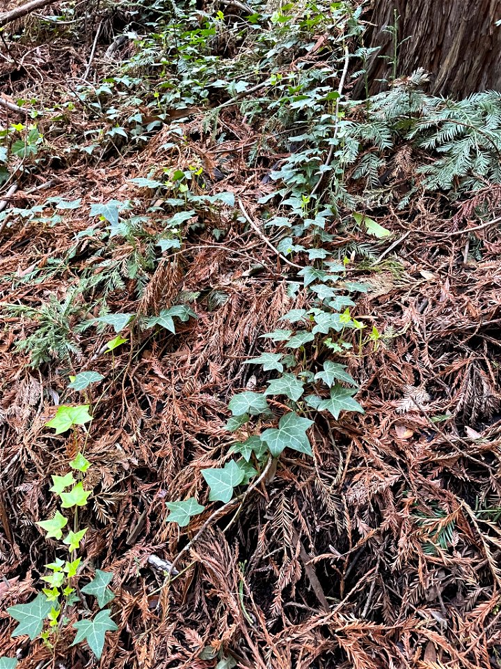 common ivy (Hedera helix)