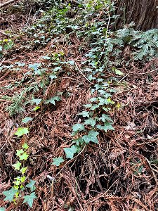 common ivy (Hedera helix) photo