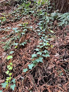 common ivy (Hedera helix)