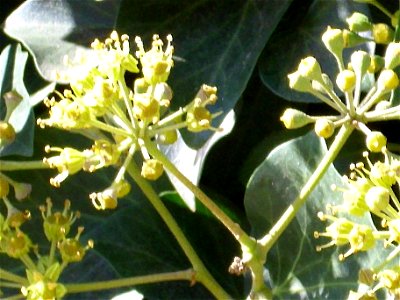 Hedera helix flowers close up, Parque Gasset (Ciudad Real), Spain