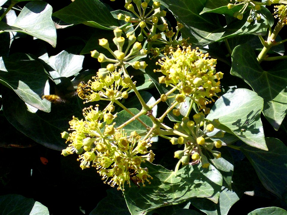 Hedera helix flowers, Parque Gasset (Ciudad Real), Spain