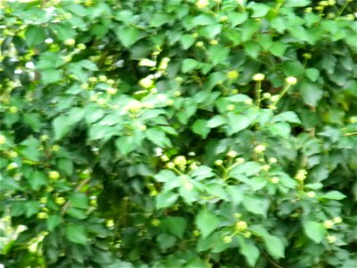 Hedera helix habit, Sierra Madrona, Spain photo