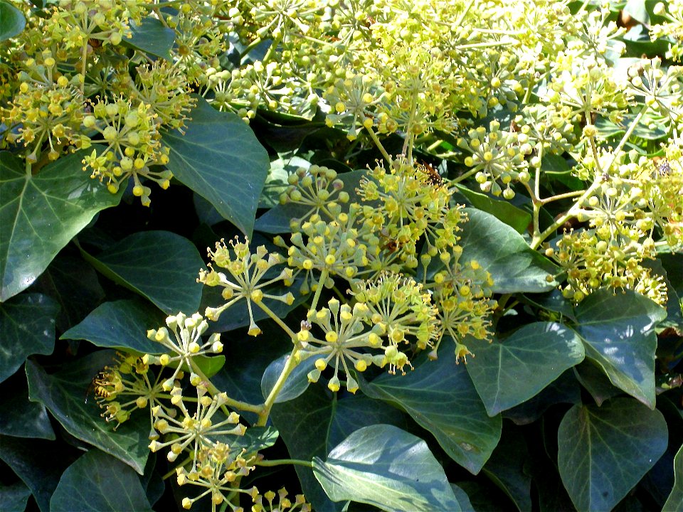 Hedera helix inflorescences, Parque Gasset (Ciudad Real), Spain